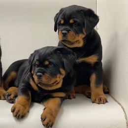 Rottweilers from Vom Haus Bulnes