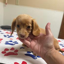 Winnie - Fawn (isabella) and cream female Dachshund puppy in Mansfield, Ohio from Ohio House of Frenchies and Mini Dachshunds