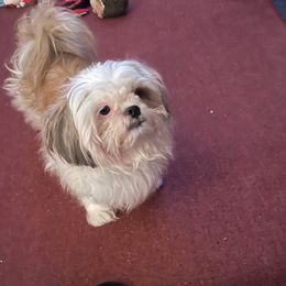 Callie Rae - Shih Tzu