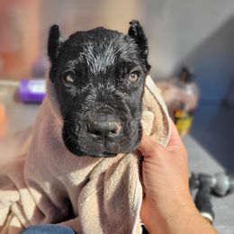 Cane Corso Puppies from JSM Corsos