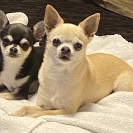 Chihuahua Puppies from Calmont