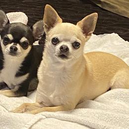 Chihuahua Puppies from Calmont