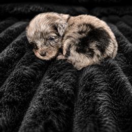 Blue Merle - Merle male Cavapoo puppy in Harrah, Oklahoma from Sunshines Pomeranians & Cavapoos