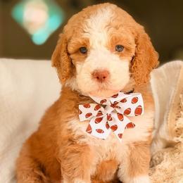 Varsity - Red  female Goldendoodle puppy in Hartwell, Georgia from BellaDoodles