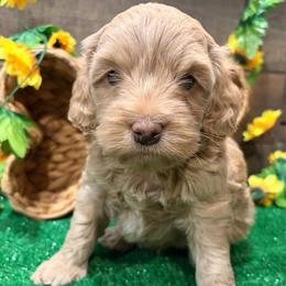 Peaches - Buff female Cockapoo puppy in Atco, New Jersey from Flannery’s lucky puppies 🍀