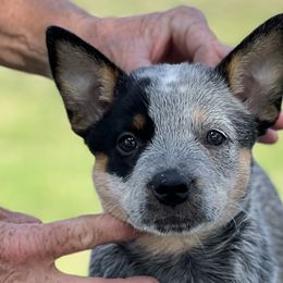 Girl 3 - Australian Cattle Dog puppy in Menifee, California from CLS Australian Cattle Dogs