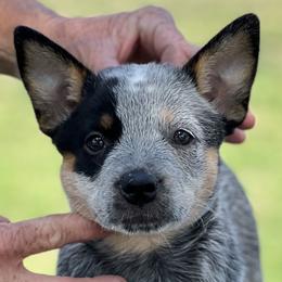 Girl 3 - Australian Cattle Dog puppy in Menifee, California from CLS Australian Cattle Dogs