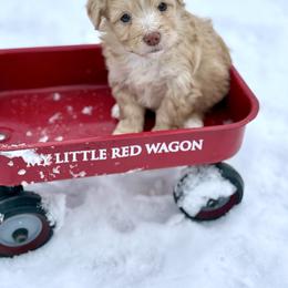 Lennon - Cream male Aussiedoodle puppy in Science Hill, Kentucky from Southern Paws Kennels