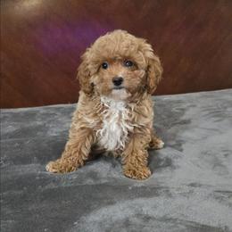 Tiny marty - Apricot male Cavapoo puppy in Copan, Oklahoma from Tatums cavapoos