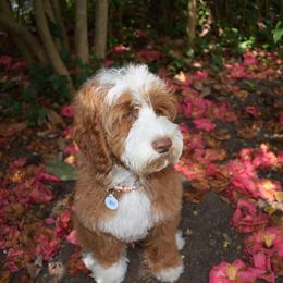 Australian Labradoodle, Bernedoodle, and Goldendoodle All Grown Up from Silver Creek Doodles