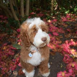Australian Labradoodle, Bernedoodle, and Goldendoodle All Grown Up from Silver Creek Doodles