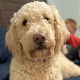 Goldendoodles from Cooper Lake Doodles