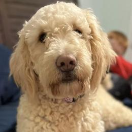 Goldendoodles from Cooper Lake Doodles