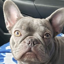 French Bulldog All Grown Up from Fatbat Frenchies