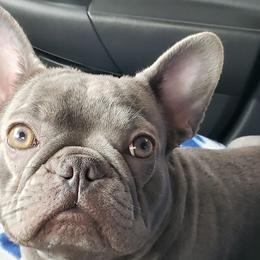 French Bulldog All Grown Up from Fatbat Frenchies