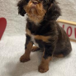 Tank - Chocolate Cavalier King Charles Spaniel puppy in Texarkana, Arkansas from Miller's Cavaliers