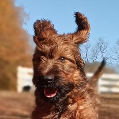 Briard Puppies from Sendero Briards