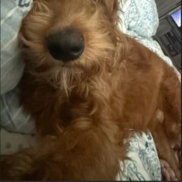 Goldendoodle All Grown Up from Island Doodle Co. - Goldendoodles Raised with Love