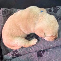 Blue collar - Yellow male Labrador Retriever puppy in Clinton, Tennessee from Summer Rose