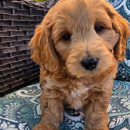Leo - Apricot male Goldendoodle puppy in Syracuse, Utah from Just Doodling Dogs