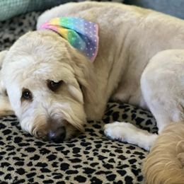 Goldendoodles from Preston Hollow Doodle Co.