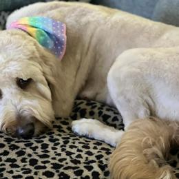 Goldendoodles from Preston Hollow Doodle Co.
