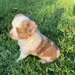 Red Merle (red) - Red merle male Toy Australian Shepherd puppy in Hillsboro, Illinois from Shoal Creek Puppies