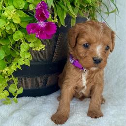 Charolette - Red female Cavapoo puppy in Preston, Idaho from Shaffer Top Notch Puppies