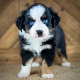 BTF3 - Black tri female Miniature Australian Shepherd puppy in Prague, Oklahoma from Classic K9’s  Aussies & Doodles
