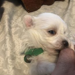 Maltese Puppies from Emotional Amor Support