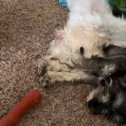 Miniature Schnauzers from Hower’s Mini Schnauzers