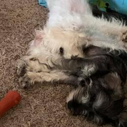 Miniature Schnauzers from Hower’s Mini Schnauzers