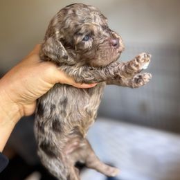 George - Merle male Cockapoo puppy in Danielsville, Georgia from Meg's Doodles and Poodles