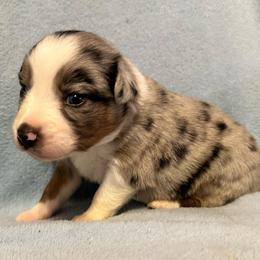 Calypso - Blue merle female Australian Shepherd puppy in Monroe, North Carolina from Meekey Family Aussies