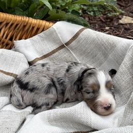 Clover - female Australian Mountain Doodle puppy in Tryon, North Carolina from Melrose Mountain Farm