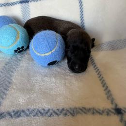 Light blue - Red sable male Belgian Malinois puppy in Highland City, Florida from VonSal Kennels