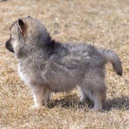 Pomsky Puppies from New World Pomskies