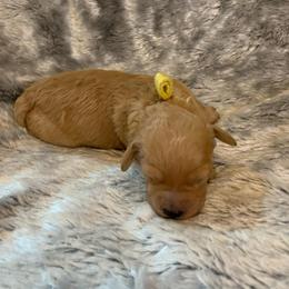 Wren - Apricot female Goldendoodle puppy in Haddam, Kansas from Golden B Acres