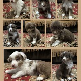 Miniature Australian Shepherd Puppies from Windy River Mini Aussie