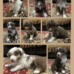 Miniature Australian Shepherd Puppies from Windy River Mini Aussie