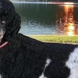 Poodles, Sheepadoodles, and Whoodles from Fleury Farm Doodles TN