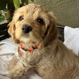 Cavalier King Charles Spaniel and Cavapoo Puppies from Catella Cavaliers and Cavapoos
