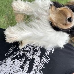Biewer Terrier and Yorkshire Terrier Puppies from Yorkie Town California