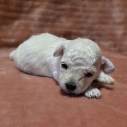 Marina (AKC) - White female Poodle puppy in Rainbow City, Alabama from Spinks Poodles