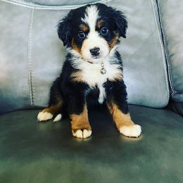 Bernese Mountain Dog Puppies from Blue Ridge Bernese