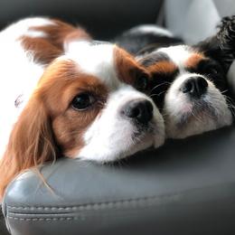 Cavalier King Charles Spaniel Puppies from Jina Ezell
