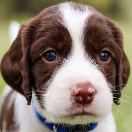English Springer Spaniel puppies from Southern Springers