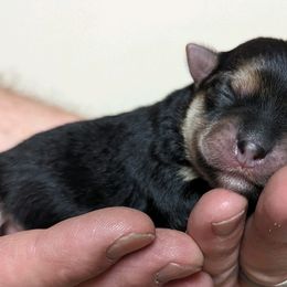 Morkies from Weiss's Puppies