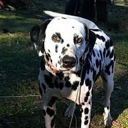 Dalmatians from Southern Spots