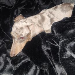 T - Dachshund